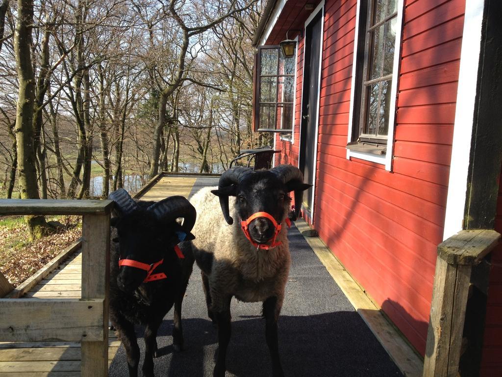 Farm Stay Happy Dogs Ranch Veberöd Zewnętrze zdjęcie