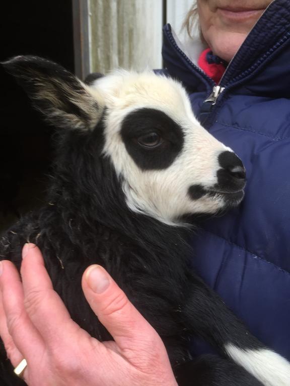 Farm Stay Happy Dogs Ranch Veberöd Zewnętrze zdjęcie