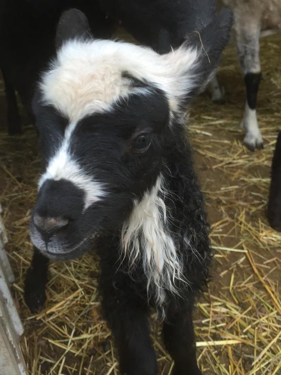 Farm Stay Happy Dogs Ranch Veberöd Zewnętrze zdjęcie