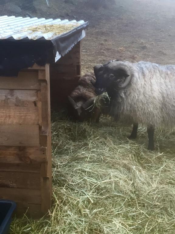 Farm Stay Happy Dogs Ranch Veberöd Zewnętrze zdjęcie