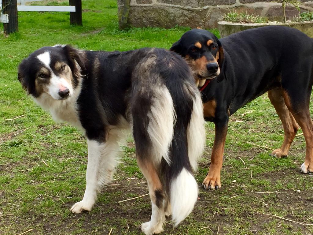 Farm Stay Happy Dogs Ranch Veberöd Zewnętrze zdjęcie