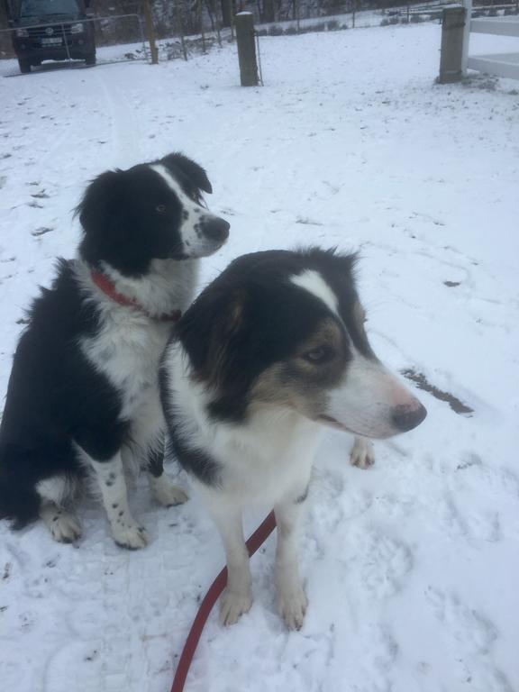 Farm Stay Happy Dogs Ranch Veberöd Zewnętrze zdjęcie